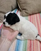 Trooper, a male Shihpoo for sale in Milledgeville, GA – 8 of 10