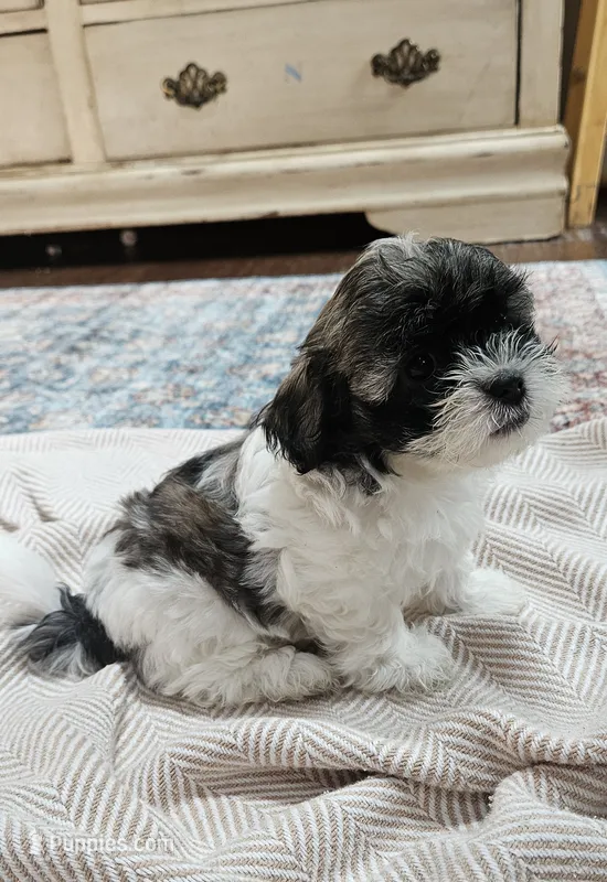 Princess – Shihpoo puppy for sale in Milledgeville, GA