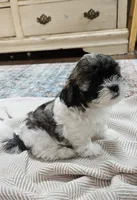 Princess, a female Shihpoo for sale in Milledgeville, GA – 1 of 10