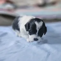 Peaches, a female Shihpoo for sale in Milledgeville, GA – 4 of 9