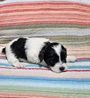 Peaches, a female Shihpoo for sale in Milledgeville, GA – 6 of 9