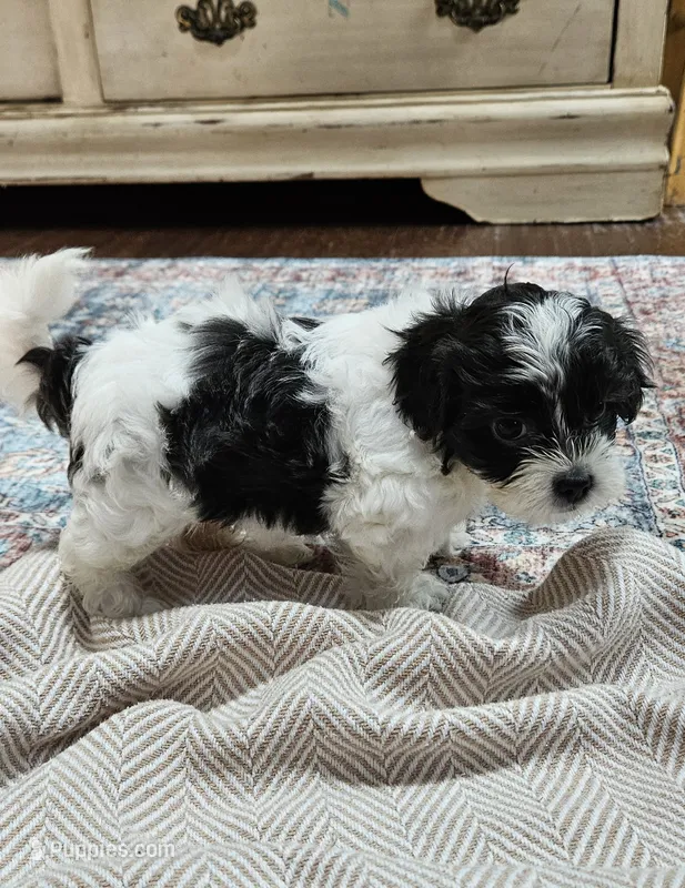 Peaches – Shihpoo puppy for sale in Milledgeville, GA