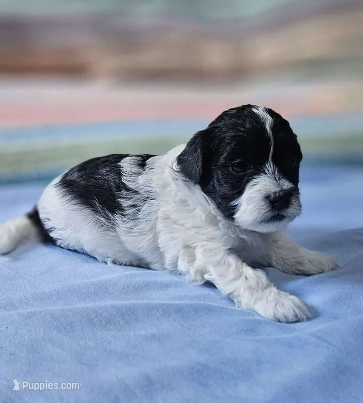 Daisy – Shihpoo puppy for sale in Milledgeville, GA