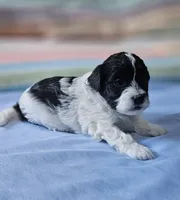 Daisy, a female Shihpoo for sale in Milledgeville, GA – 1 of 9
