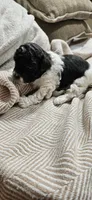 Yoshi, a male Shihpoo for sale in Milledgeville, GA – 7 of 8