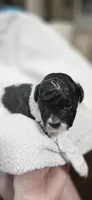 Yoshi, a male Shihpoo for sale in Milledgeville, GA – 2 of 8