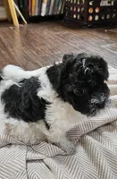 Yoshi, a male Shihpoo for sale in Milledgeville, GA – 3 of 10