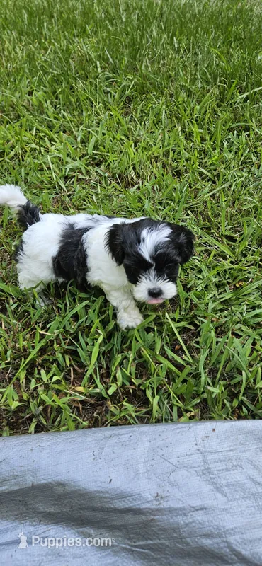 Peaches – Shihpoo puppy for sale in Milledgeville, GA
