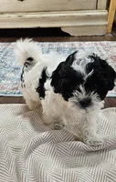 Trooper, a male Shihpoo for sale in Milledgeville, GA – 2 of 10