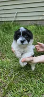 Daisy, a female Shihpoo for sale in Milledgeville, GA – 9 of 10