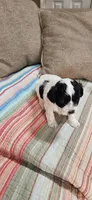 Trooper, a male Shihpoo for sale in Milledgeville, GA – 10 of 10