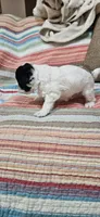 Trooper, a male Shihpoo for sale in Milledgeville, GA – 9 of 10