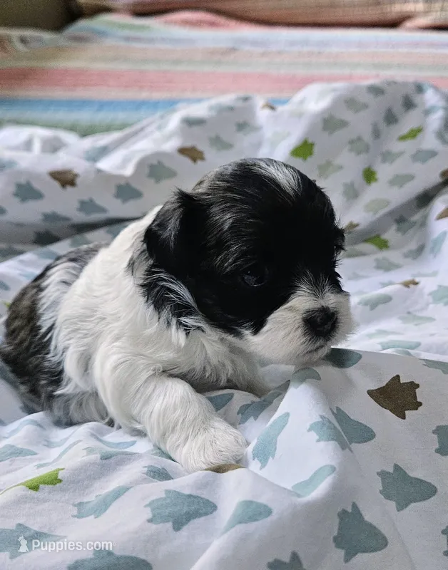 Princess – Shihpoo puppy for sale in Milledgeville, GA