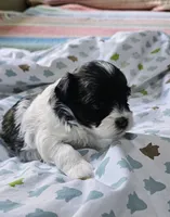 Princess, a female Shihpoo for sale in Milledgeville, GA – 1 of 9