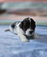 Daisy, a female Shihpoo for sale in Milledgeville, GA – 4 of 9