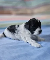 Daisy, a female Shihpoo for sale in Milledgeville, GA – 2 of 9