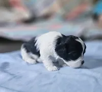 Peaches, a female Shihpoo for sale in Milledgeville, GA – 5 of 9