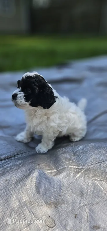 Trooper – Shihpoo puppy for sale in Milledgeville, GA