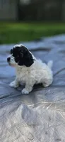 Trooper, a male Shihpoo for sale in Milledgeville, GA – 5 of 10