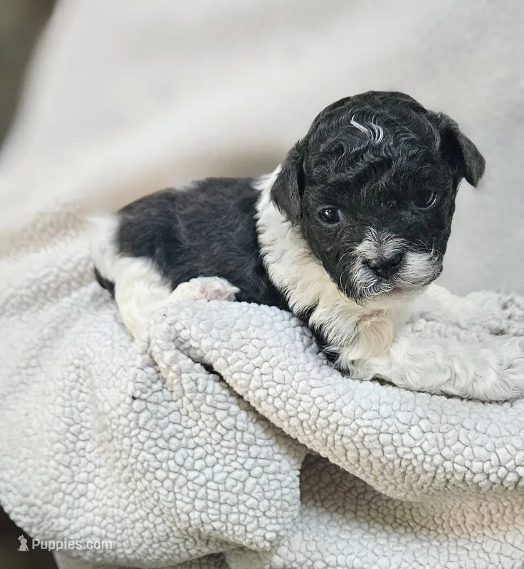 Yoshi – Shihpoo puppy for sale in Milledgeville, GA