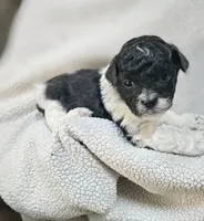 Yoshi, a male Shihpoo for sale in Milledgeville, GA – 1 of 8