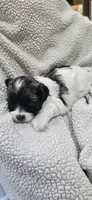 Princess, a female Shihpoo for sale in Milledgeville, GA – 3 of 9
