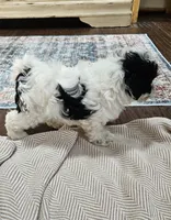 Trooper, a male Shihpoo for sale in Milledgeville, GA – 4 of 10
