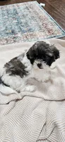 Princess, a female Shihpoo for sale in Milledgeville, GA – 5 of 10