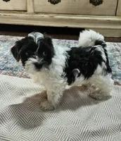 Daisy, a female Shihpoo for sale in Milledgeville, GA – 2 of 10