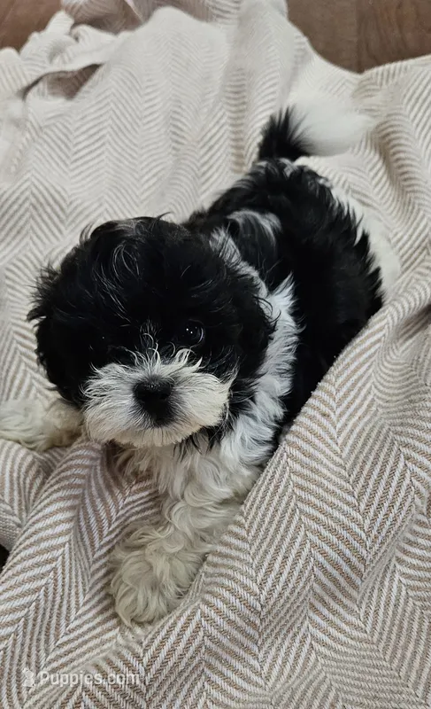 Rosa – Shihpoo puppy for sale in Milledgeville, GA