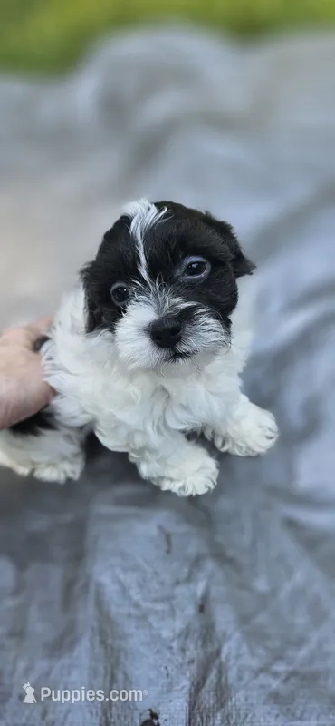 Daisy – Shihpoo puppy for sale in Milledgeville, GA