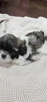 Princess, a female Shihpoo for sale in Milledgeville, GA – 6 of 10