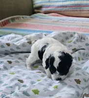 Trooper, a male Shihpoo for sale in Milledgeville, GA – 5 of 10