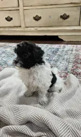 Yoshi, a male Shihpoo for sale in Milledgeville, GA – 5 of 10