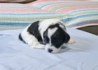 Peaches, a female Shihpoo for sale in Milledgeville, GA – 1 of 9