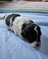 Daisy, a female Shihpoo for sale in Milledgeville, GA – 7 of 9