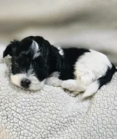 Rosa, a female Shihpoo for sale in Milledgeville, GA – 5 of 10