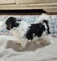 Daisy, a female Shihpoo for sale in Milledgeville, GA – 7 of 10