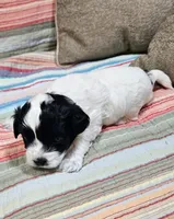 Trooper, a male Shihpoo for sale in Milledgeville, GA – 2 of 10