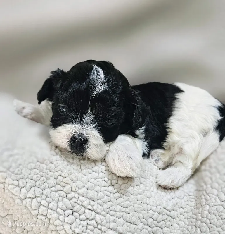 Rosa – Shihpoo puppy for sale in Milledgeville, GA