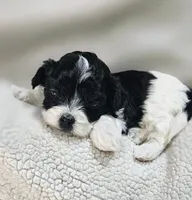 Rosa, a female Shihpoo for sale in Milledgeville, GA – 1 of 10