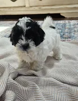 Trooper, a male Shihpoo for sale in Milledgeville, GA – 7 of 10