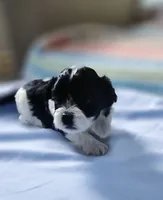 Rosa, a female Shihpoo for sale in Milledgeville, GA – 7 of 10