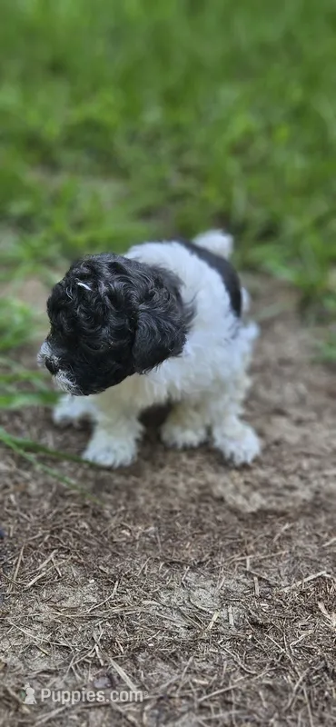 Yoshi – Shihpoo puppy on hold in Milledgeville, GA