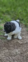 Yoshi, a male Shihpoo for sale in Milledgeville, GA – 9 of 10