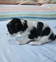 Peaches, a female Shihpoo for sale in Milledgeville, GA – 2 of 9