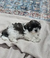Princess, a female Shihpoo for sale in Milledgeville, GA – 7 of 10
