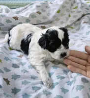 Trooper, a male Shihpoo for sale in Milledgeville, GA – 4 of 10