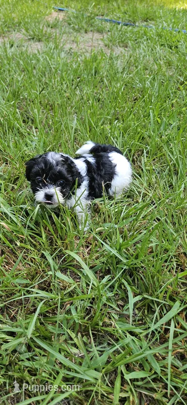 Rosa – Shihpoo puppy for sale in Milledgeville, GA