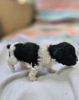 Yoshi, a male Shihpoo for sale in Milledgeville, GA – 3 of 8